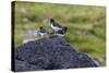Juvenile in Front and Adult Eurasian Oystercatchers (Haematopus Ostralegus)-Michael Nolan-Stretched Canvas