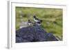 Juvenile in Front and Adult Eurasian Oystercatchers (Haematopus Ostralegus)-Michael Nolan-Framed Photographic Print