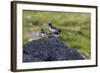 Juvenile in Front and Adult Eurasian Oystercatchers (Haematopus Ostralegus)-Michael Nolan-Framed Photographic Print
