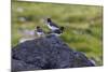 Juvenile in Front and Adult Eurasian Oystercatchers (Haematopus Ostralegus)-Michael Nolan-Mounted Photographic Print