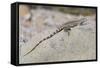 Juvenile Isla San Esteban Spiny-Tailed Iguana (Ctenosaura Conspicuosa) Basking in the Sun-Michael Nolan-Framed Stretched Canvas