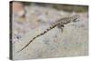 Juvenile Isla San Esteban Spiny-Tailed Iguana (Ctenosaura Conspicuosa) Basking in the Sun-Michael Nolan-Stretched Canvas