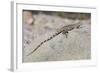 Juvenile Isla San Esteban Spiny-Tailed Iguana (Ctenosaura Conspicuosa) Basking in the Sun-Michael Nolan-Framed Photographic Print