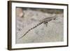 Juvenile Isla San Esteban Spiny-Tailed Iguana (Ctenosaura Conspicuosa) Basking in the Sun-Michael Nolan-Framed Photographic Print