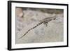 Juvenile Isla San Esteban Spiny-Tailed Iguana (Ctenosaura Conspicuosa) Basking in the Sun-Michael Nolan-Framed Photographic Print