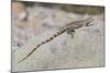 Juvenile Isla San Esteban Spiny-Tailed Iguana (Ctenosaura Conspicuosa) Basking in the Sun-Michael Nolan-Mounted Photographic Print