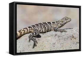 Juvenile Isla San Esteban Spiny-Tailed Iguana (Ctenosaura Conspicuosa) Basking in the Sun-Michael Nolan-Framed Stretched Canvas