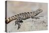 Juvenile Isla San Esteban Spiny-Tailed Iguana (Ctenosaura Conspicuosa) Basking in the Sun-Michael Nolan-Stretched Canvas