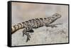 Juvenile Isla San Esteban Spiny-Tailed Iguana (Ctenosaura Conspicuosa) Basking in the Sun-Michael Nolan-Framed Stretched Canvas