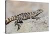 Juvenile Isla San Esteban Spiny-Tailed Iguana (Ctenosaura Conspicuosa) Basking in the Sun-Michael Nolan-Stretched Canvas