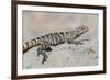 Juvenile Isla San Esteban Spiny-Tailed Iguana (Ctenosaura Conspicuosa) Basking in the Sun-Michael Nolan-Framed Photographic Print