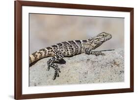 Juvenile Isla San Esteban Spiny-Tailed Iguana (Ctenosaura Conspicuosa) Basking in the Sun-Michael Nolan-Framed Photographic Print