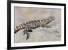 Juvenile Isla San Esteban Spiny-Tailed Iguana (Ctenosaura Conspicuosa) Basking in the Sun-Michael Nolan-Framed Photographic Print