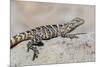 Juvenile Isla San Esteban Spiny-Tailed Iguana (Ctenosaura Conspicuosa) Basking in the Sun-Michael Nolan-Mounted Photographic Print