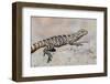 Juvenile Isla San Esteban Spiny-Tailed Iguana (Ctenosaura Conspicuosa) Basking in the Sun-Michael Nolan-Framed Photographic Print