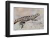 Juvenile Isla San Esteban Spiny-Tailed Iguana (Ctenosaura Conspicuosa) Basking in the Sun-Michael Nolan-Framed Photographic Print