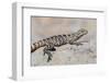 Juvenile Isla San Esteban Spiny-Tailed Iguana (Ctenosaura Conspicuosa) Basking in the Sun-Michael Nolan-Framed Photographic Print