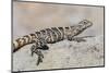 Juvenile Isla San Esteban Spiny-Tailed Iguana (Ctenosaura Conspicuosa) Basking in the Sun-Michael Nolan-Mounted Photographic Print