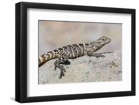 Juvenile Isla San Esteban Spiny-Tailed Iguana (Ctenosaura Conspicuosa) Basking in the Sun-Michael Nolan-Framed Premium Photographic Print