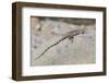 Juvenile Isla San Esteban Spiny-Tailed Iguana (Ctenosaura Conspicuosa) Basking in the Sun-Michael Nolan-Framed Photographic Print