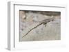 Juvenile Isla San Esteban Spiny-Tailed Iguana (Ctenosaura Conspicuosa) Basking in the Sun-Michael Nolan-Framed Photographic Print