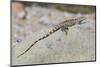 Juvenile Isla San Esteban Spiny-Tailed Iguana (Ctenosaura Conspicuosa) Basking in the Sun-Michael Nolan-Mounted Photographic Print