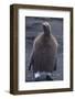 Juvenile King Penguin Beginning to Molt-DLILLC-Framed Photographic Print