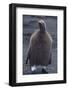 Juvenile King Penguin Beginning to Molt-DLILLC-Framed Photographic Print