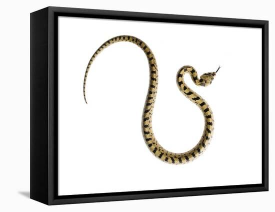 Juvenile Ladder Snake Alicante, Spain-Niall Benvie-Framed Stretched Canvas