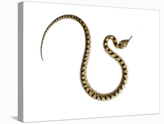 Juvenile Ladder Snake Alicante, Spain-Niall Benvie-Stretched Canvas