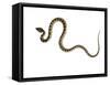 Juvenile Ladder Snake Alicante, Spain-Niall Benvie-Framed Stretched Canvas