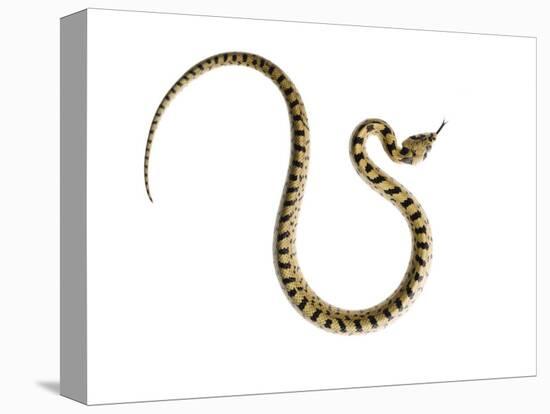 Juvenile Ladder Snake Alicante, Spain-Niall Benvie-Stretched Canvas
