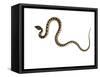 Juvenile Ladder Snake Alicante, Spain-Niall Benvie-Framed Stretched Canvas