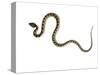 Juvenile Ladder Snake Alicante, Spain-Niall Benvie-Stretched Canvas