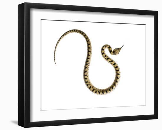 Juvenile Ladder Snake Alicante, Spain-Niall Benvie-Framed Photographic Print