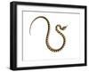 Juvenile Ladder Snake Alicante, Spain-Niall Benvie-Framed Photographic Print