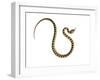 Juvenile Ladder Snake Alicante, Spain-Niall Benvie-Framed Photographic Print