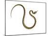 Juvenile Ladder Snake Alicante, Spain-Niall Benvie-Mounted Photographic Print