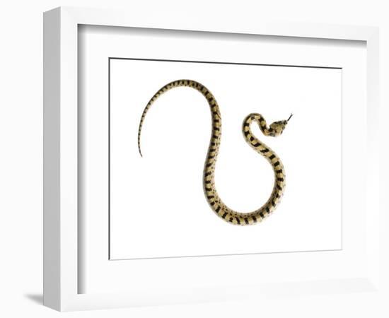 Juvenile Ladder Snake Alicante, Spain-Niall Benvie-Framed Photographic Print