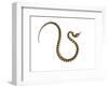 Juvenile Ladder Snake Alicante, Spain-Niall Benvie-Framed Photographic Print