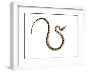 Juvenile Ladder Snake Alicante, Spain-Niall Benvie-Framed Photographic Print