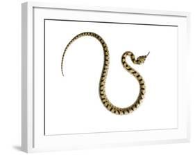 Juvenile Ladder Snake Alicante, Spain-Niall Benvie-Framed Photographic Print