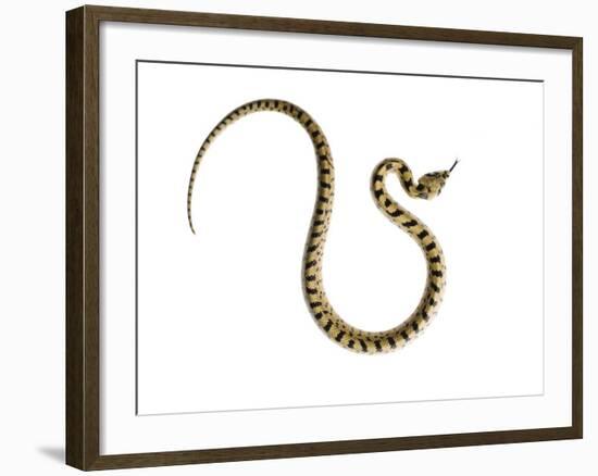 Juvenile Ladder Snake Alicante, Spain-Niall Benvie-Framed Photographic Print