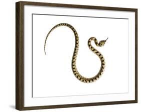 Juvenile Ladder Snake Alicante, Spain-Niall Benvie-Framed Photographic Print