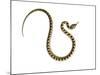 Juvenile Ladder Snake Alicante, Spain-Niall Benvie-Mounted Photographic Print