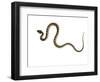 Juvenile Ladder Snake Alicante, Spain-Niall Benvie-Framed Photographic Print