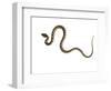 Juvenile Ladder Snake Alicante, Spain-Niall Benvie-Framed Photographic Print