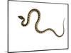 Juvenile Ladder Snake Alicante, Spain-Niall Benvie-Mounted Photographic Print