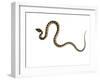 Juvenile Ladder Snake Alicante, Spain-Niall Benvie-Framed Photographic Print