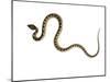 Juvenile Ladder Snake Alicante, Spain-Niall Benvie-Mounted Photographic Print